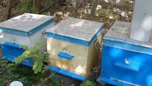 Гибель пчел при финальной обработке пчелосемей от клещей Вароа