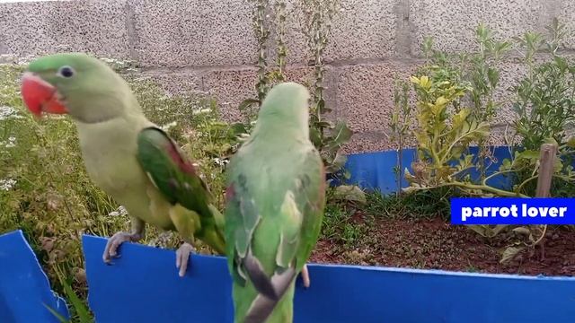 Einstein parrot funny||green parrot||Raw parrot||kashmiri Raw parrot|| смотреть онлайн