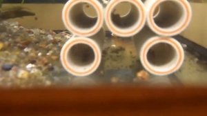 Каламоихт кушает червя