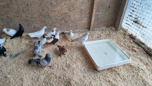 25.01.2025г Обзор голубей 👍