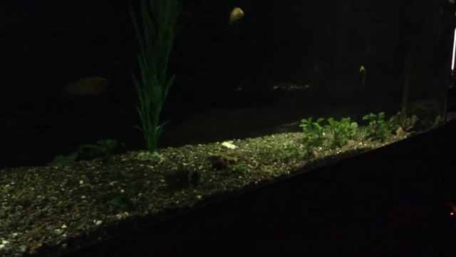 Мой Аквариум (1000л) смотреть онлайн