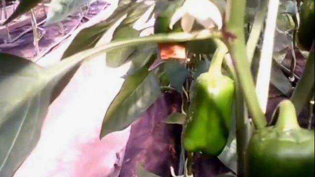 Сладкий перец Формирование куста смотреть онлайн