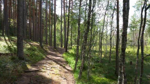 Раннее утро в лесу. Прогулка по лесу к реке и озёрам. Вид леса и пение птиц ранним утром в лесу | 4