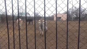 Новый ВОЖАК в вольере осликов! Парк львов Тайган #тайган