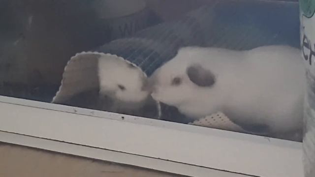 GUINEA PIG FIGHT FOR THE HOUSE смотреть онлайн