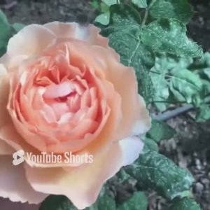 Роза Princesse Charlene de Monaco . Первогодка. Сезон 2023г