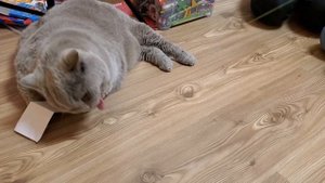 24 ЧАСА Котик МАКС УПРАВЛЯЕТ Нашими Покупками! О Чем Мечтают Лика и Милана? Что Придумал ПАПА?