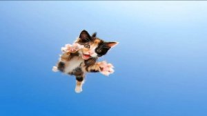 Почему кошки всегда приземляются на лапы?