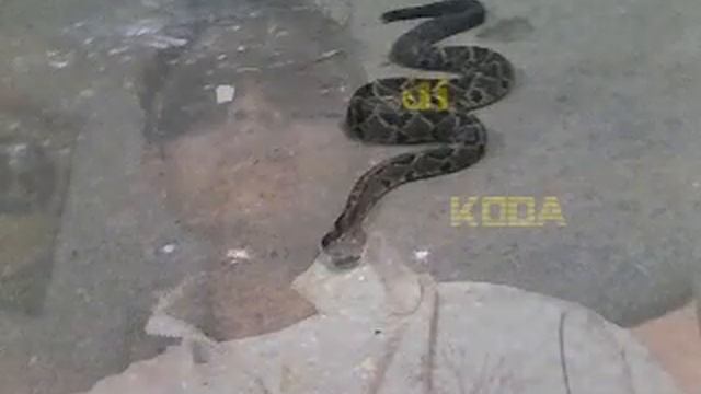 mix papa americano (dj koda) смотреть онлайн