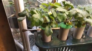 ВЫРАЩИВАНИЕ КЛУБНИКИ ЗИМОЙ В ДОМЕ. Первые завязи. Часть 7. GROWING STRAWBERRIES IN THE WINTER P- 7