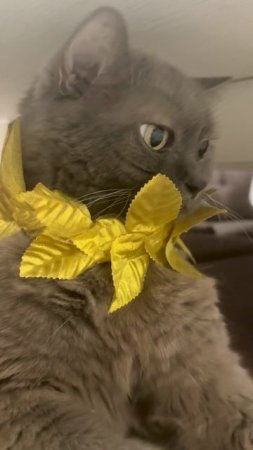 Любимому коту 17 лет ❤️