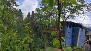 Обзор груш Лада и Чижовская,на 25.06.23г.