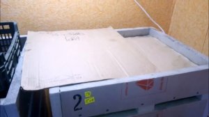 Дендробена.  Маточник.  Переселение.  Часть 1