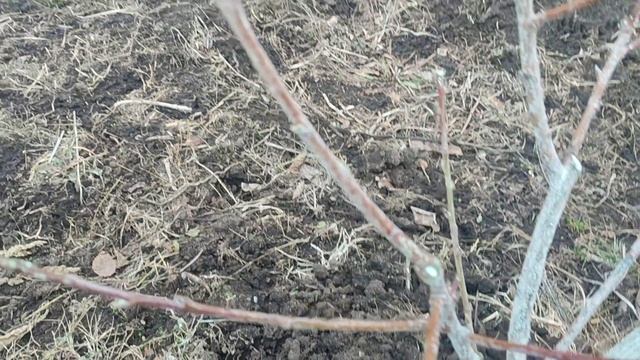 САД В ЯНВАРЕ ПРИ ОТТЕПЕЛИ! смотреть онлайн