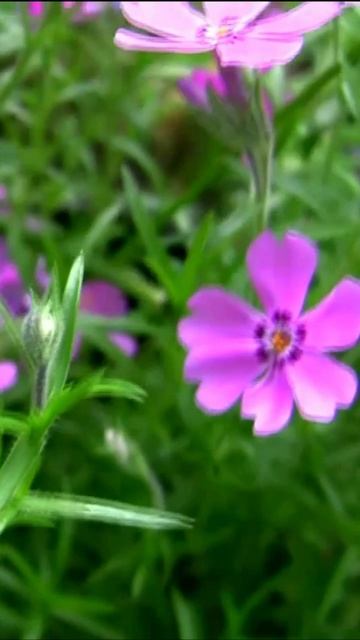 Флокс шиловидный. Дмитрий Шлапак смотреть онлайн