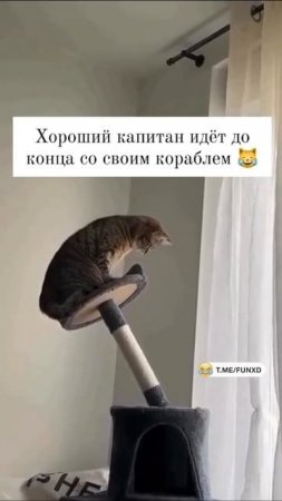 капитан Кот 🤣🤣🤣