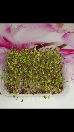 Микрозелень из семян льна