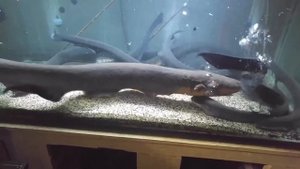 .... Почему электрический угрь бьет током...