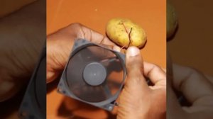 Картофель содержит сахар, воду и кислоту.