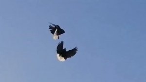 Мелитопольские голуби на любителя