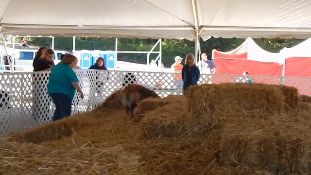 Molly's Senior run in the Barn Hunt Finals on Sunday, Sept. 13th, 2015 (Purina) смотреть онлайн