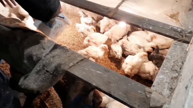 Наш бройлер КОББ 500. смотреть онлайн