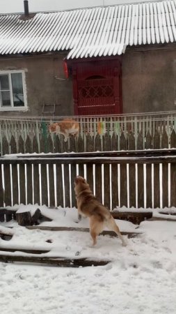 Лисичка и кот
#хаски #щенок #собака #домашниеживотные #БрюликиЛиска 
#dog