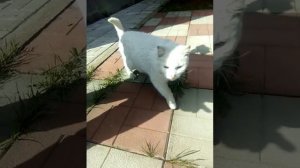 Проверим звук умирающих кошек на кошке!