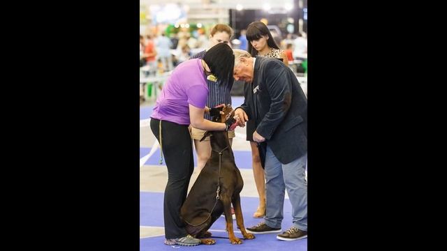Aishe Almas deGV  in the ring at the 3 * CACIB (Kiev, Ukraine) смотреть онлайн