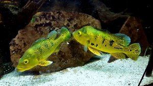 Cichla kelberi