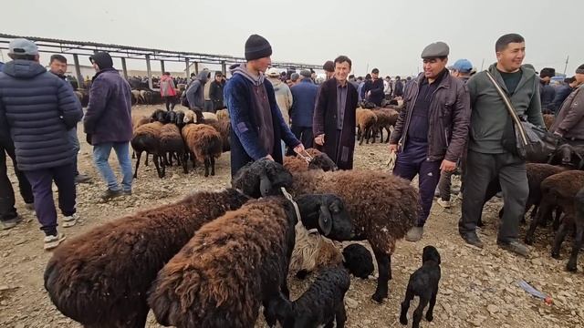29 ноября 2023 г. JIZZAX PAXTAKOR CHORVO BOZORI QO'Y ECHKI QO'ZI NARXLARI KAMOLIDDIN.UZ