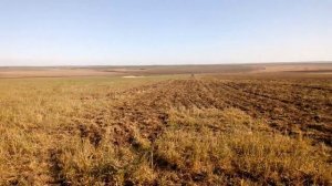 Культивация падалицы озимого ячменя модернизированным КПЭ-3,8