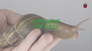 ДОМАШНИЕ ПИТОМЦЫ для детей  Как выбрать питомца