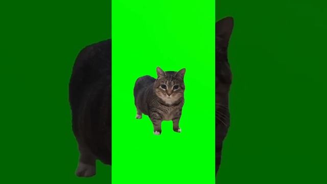 котик на зелёном фоне крутится