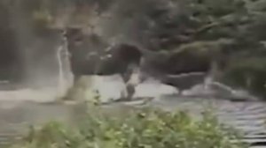 Версус! Волк против медведя! Самые эпичные бои волков!!!