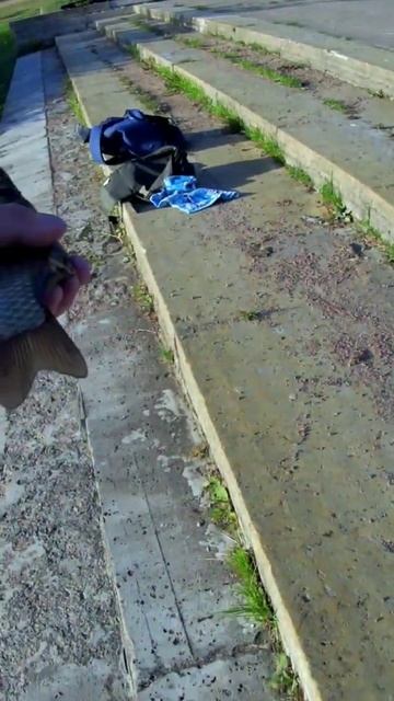 Мормышинг! Мормышинг крупный Карась на спиннинг Prestige cx-4 от Dayo смотреть онлайн