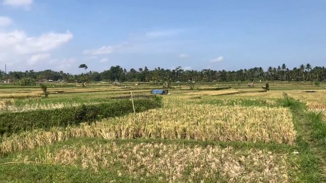 Day 4: Korean Vegan in Bali 🌱 Yoga Barn, Ubud Cooking Class w/ vegan option (EN/KR)