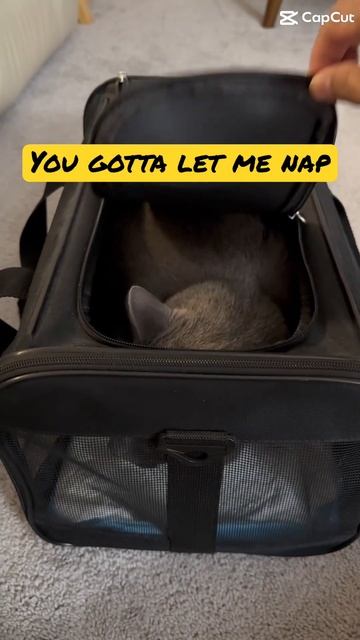 You gotta let me nap #cats #cat #bluecat #funny #cutepets #kitten #catpurr #catcat #cute #purr