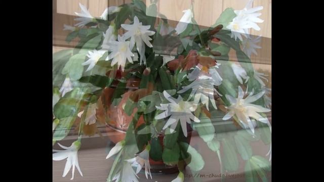 Кактусовые ( КАКТУС ЛЕСНОЙ )