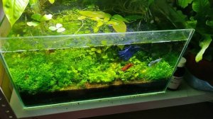 Аквариум 20 л