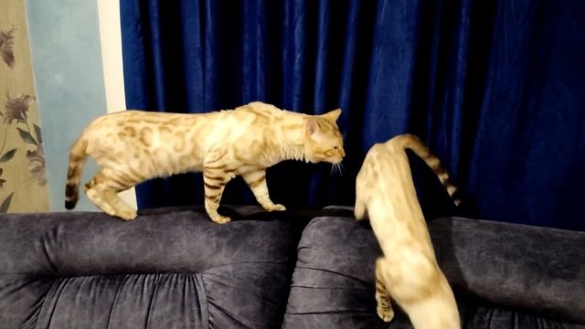 Benbanderas Zefir смотреть онлайн