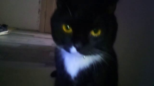 кот кисель))) смотреть онлайн