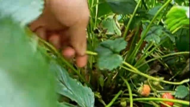 повышаем урожай клубники смотреть онлайн