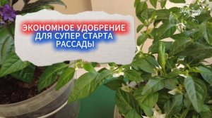 ЭКОНОМНОЕ УДОБРЕНИЕ ДЛЯ РАССАДЫ - СУПЕР СТАРТ КОРНЕЙ! ТЕСТИРУЕМ НОВОЕ УДОБРЕНИЕ ДЛЯ РАССАДЫ