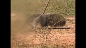 Giant anteater  Myrmecophaga tridactyla