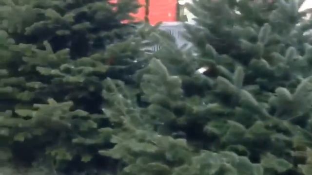 Prestige Agency исполняет мечты смотреть онлайн