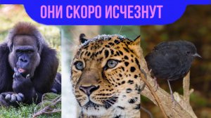 Эти животные на грани исчезновения !