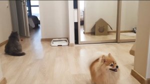 Если кот что-то задумал, Шпиц ему не помеха!