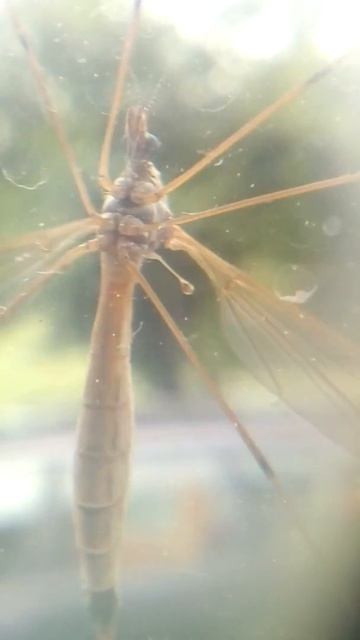 A bug under a magnifying glass . смотреть онлайн