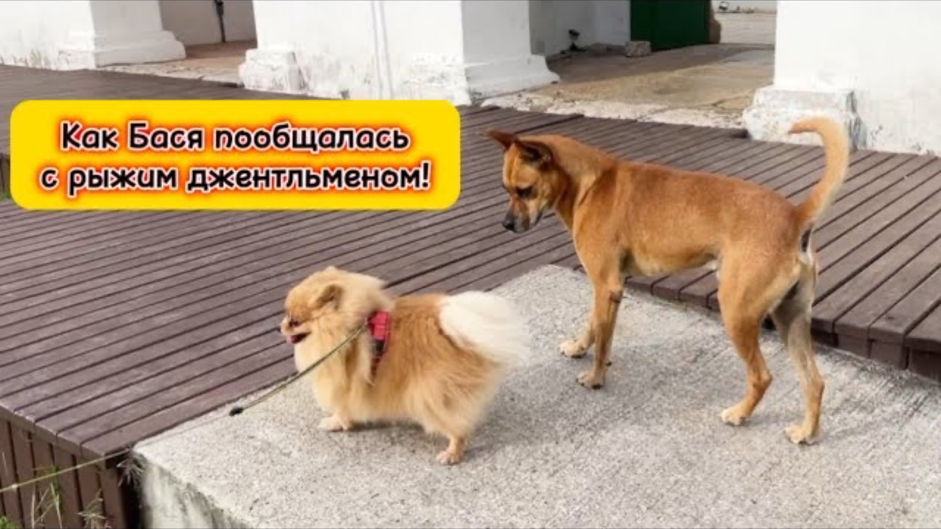 Как Бася пообщалась с рыжим джентльменом!